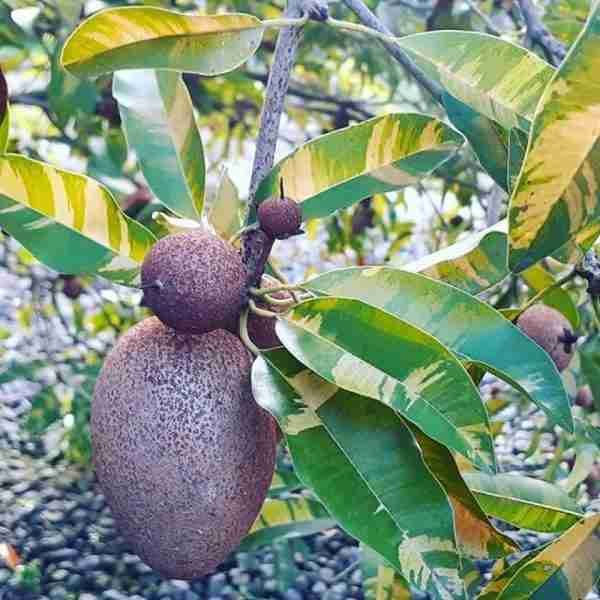Variegated Chikoo Sapodilla Grafted Plant