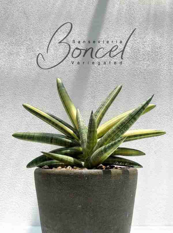Sansevieria Boncel Variegated