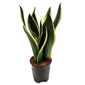 Sansevieria Black Gold