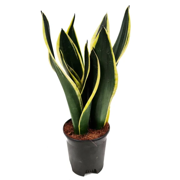 Sansevieria Black Gold
