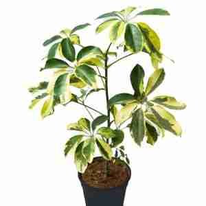 Schefflera Variegated Plant