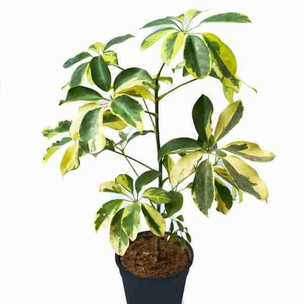 Schefflera Variegated Plant