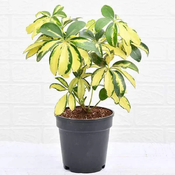 Schefflera Variegated Plant