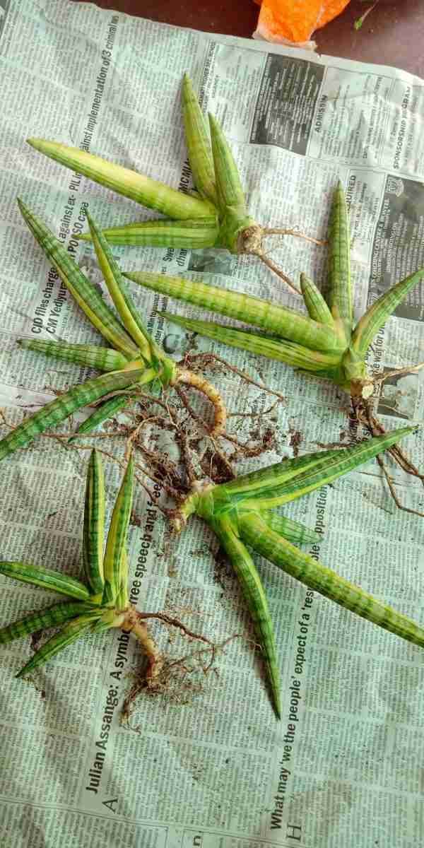 Sansevieria Boncel Variegated