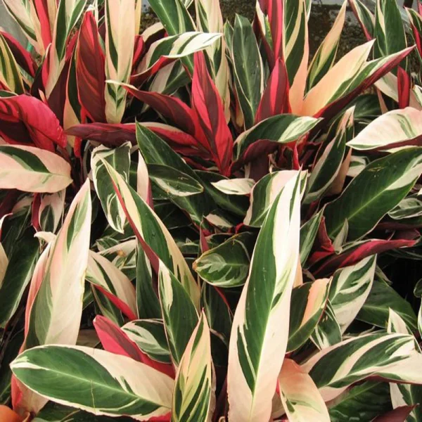 Stromanthe Triostar