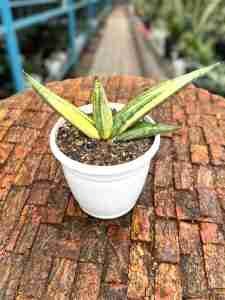 Sansevieria Boncel Variegated