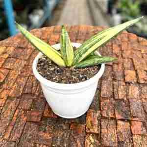 Sansevieria Boncel Variegated