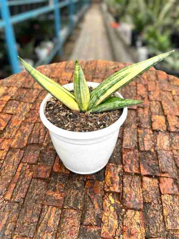 Sansevieria Boncel Variegated