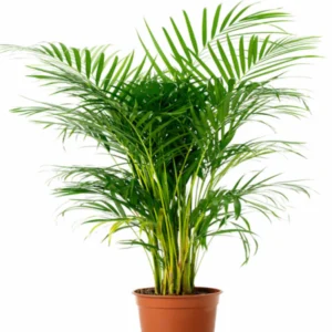 Areca Palm Air Purifying Plant