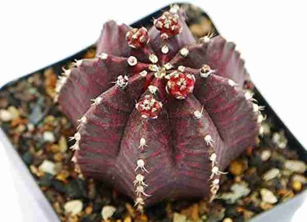 Gymnocalycium mihanovichii var. Friedrichii