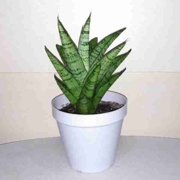 Sansevieria Gabriella
