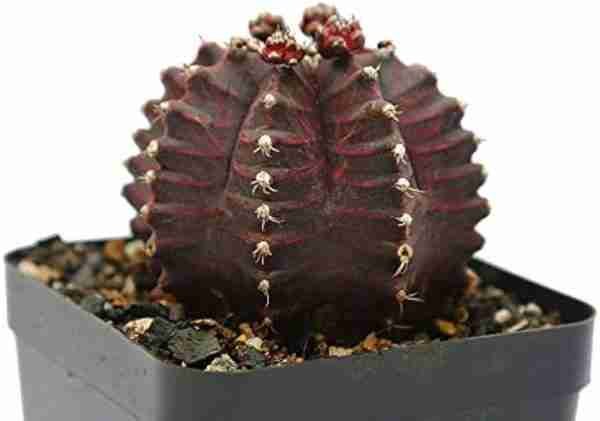 Gymnocalycium mihanovichii var. Friedrichii