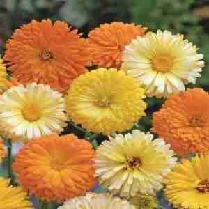 Calendula FG Mix Seeds