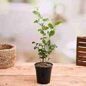 Motia Live Plant Arabian Jasmine