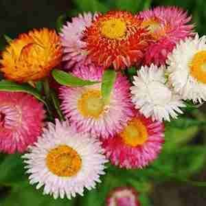 Helichrysum Song Mix Strawflower Seeds