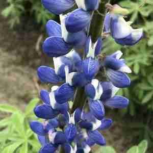 Lupin Pixie Mix Seeds