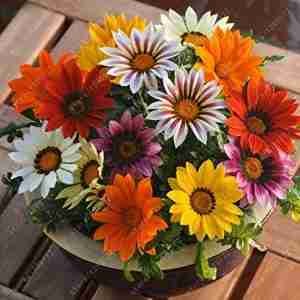 Gazania Sunshine Hybrids Mix Seeds