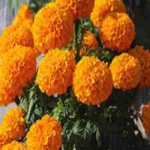 Marigold African Hawaii Orange Seeds