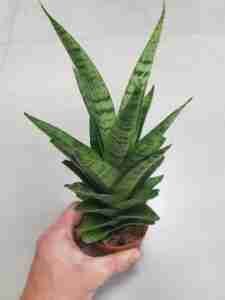 Sansevieria Gabriella