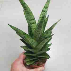 Sansevieria Gabriella