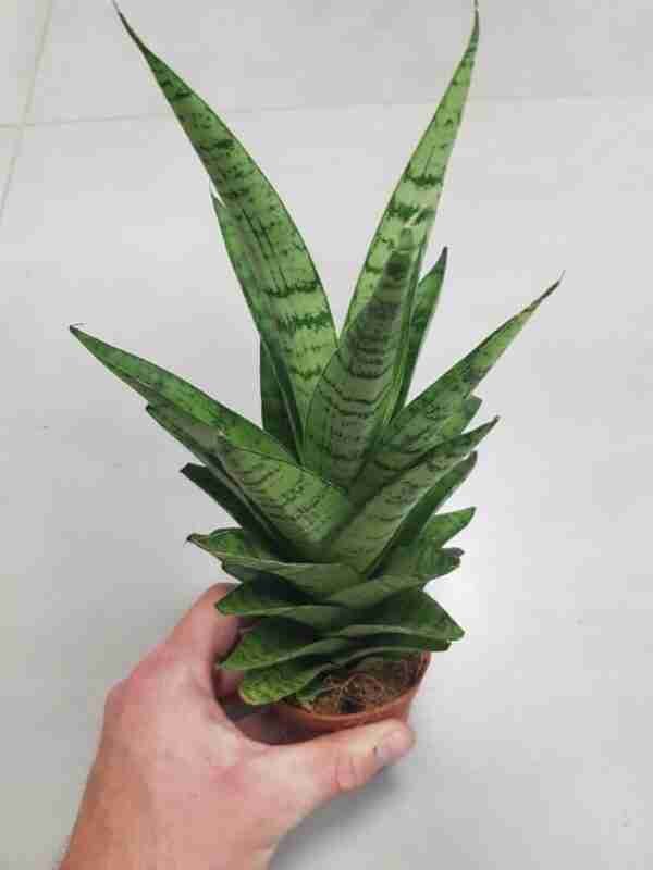 Sansevieria Gabriella