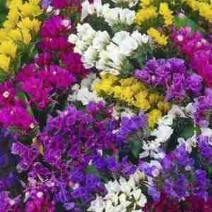 Limonium Pacific Mix (Statice) Seeds