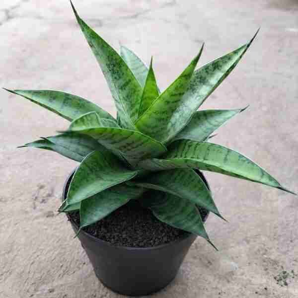 Sansevieria Gabriella
