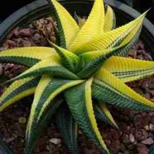 Haworthia Limifolia Variegated