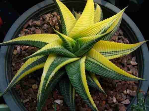 Haworthia Limifolia Variegated