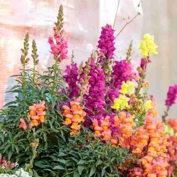 Antirrhinum-tom thumb mix Seeds