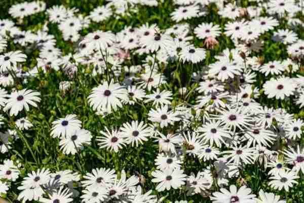 Dimorphotheca White Seeds