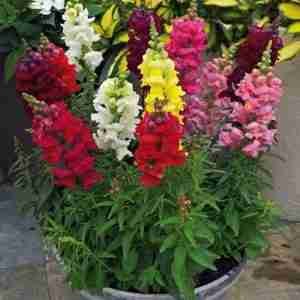 Antirrhinum Semi Tall Dog Flower Seeds