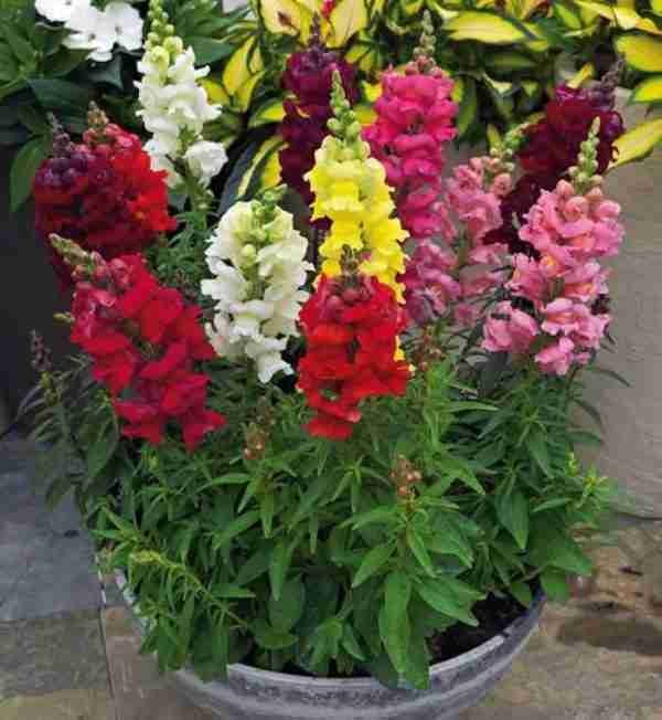 Antirrhinum Semi Tall Dog Flower Seeds