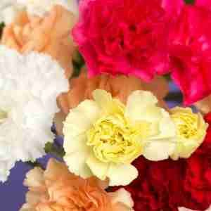 Carnation Mix Dianthus caryophyllus chabaud Seeds