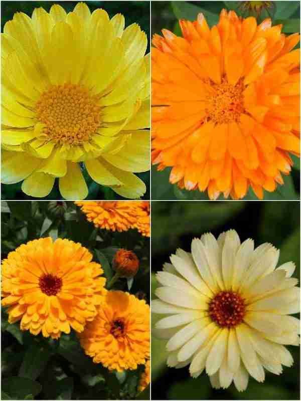 Calendula FG Mix Seeds