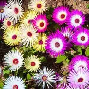 Mesembryanthemum Mix seeds