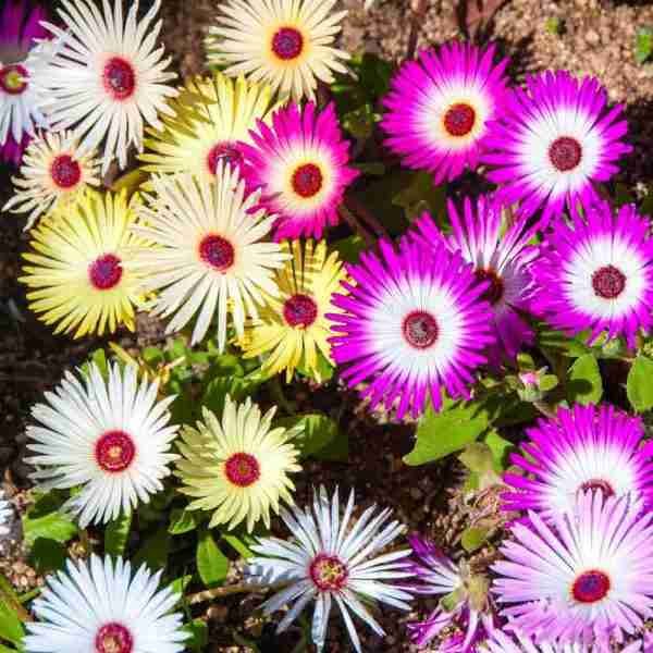 Mesembryanthemum Mix seeds