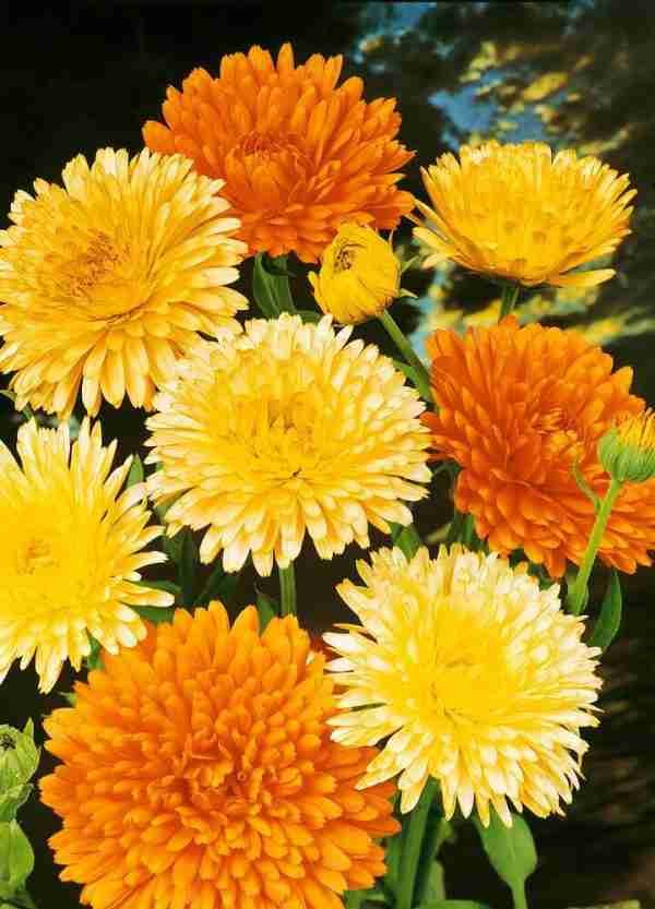 Calendula FG Mix Seeds