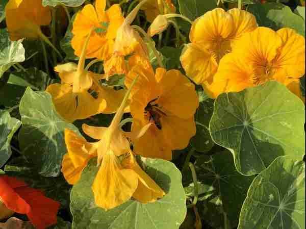 Nasturtium Mix Seeds