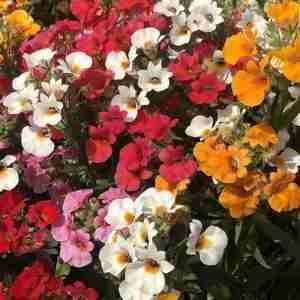 Namesia Carnival Mix Seeds