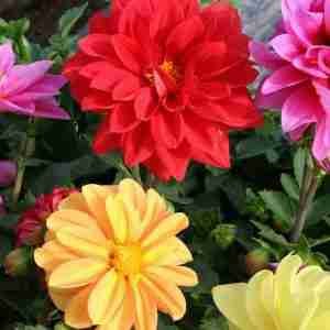 Dahlia variabilis Figaro Type Mixed Seeds