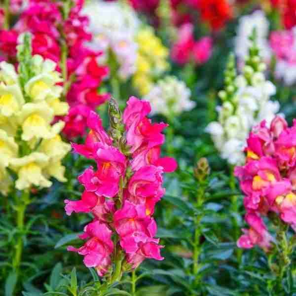 Antirrinum Semi Tall Dog Flower Seeds