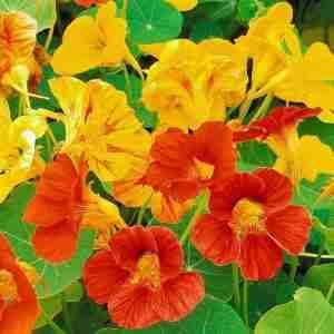 Nasturtium Mix Seeds