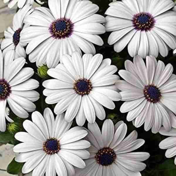 Dimorphotheca White Seeds