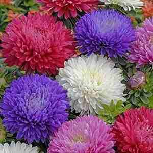 Aster Formula Mix Seeds