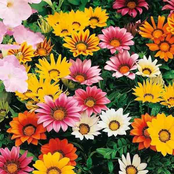 Gazania Sunshine Hybrids Mix Seeds