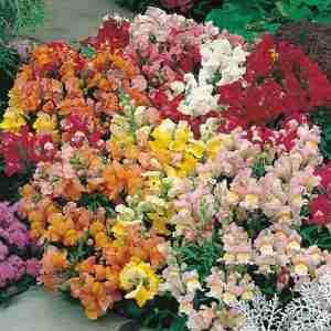 Antirrhinum-tom thumb mix Seeds
