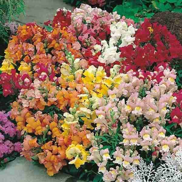 Antirrhinum-tom thumb mix Seeds