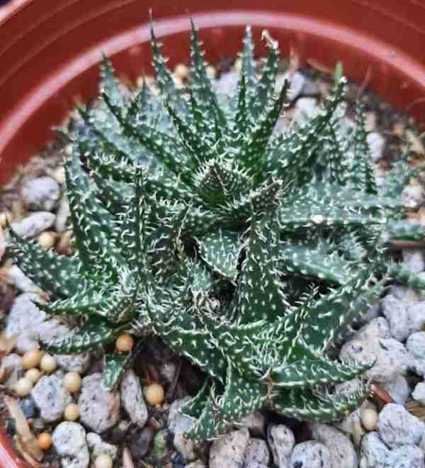 Aloe Hybrid Descoingsii X Hawarthioides