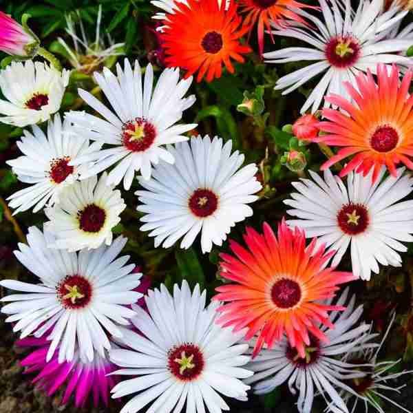 Mesembryanthemum Mix seeds